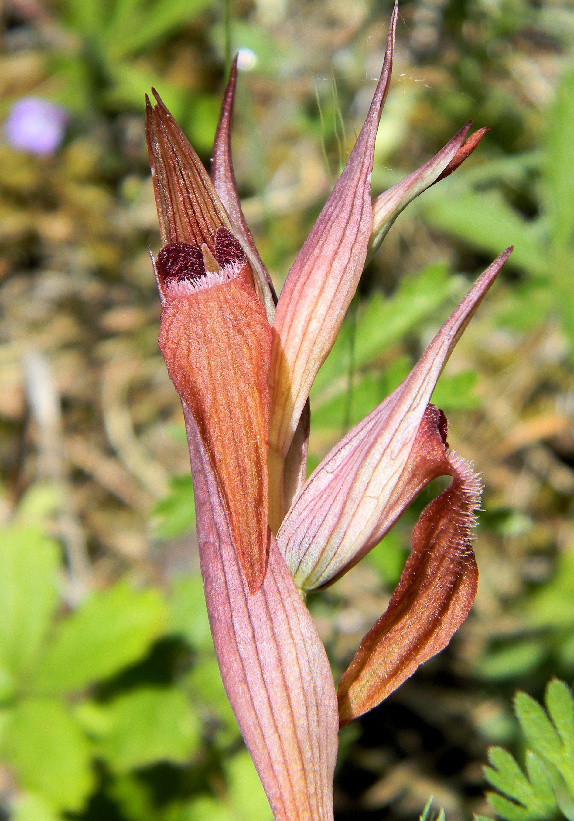 Serapide maggiore